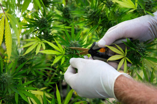 What is the best cannabis strain for medical use in Mississippi?