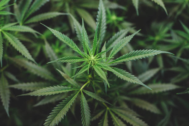 Popular Indica strains found in Mississippi
