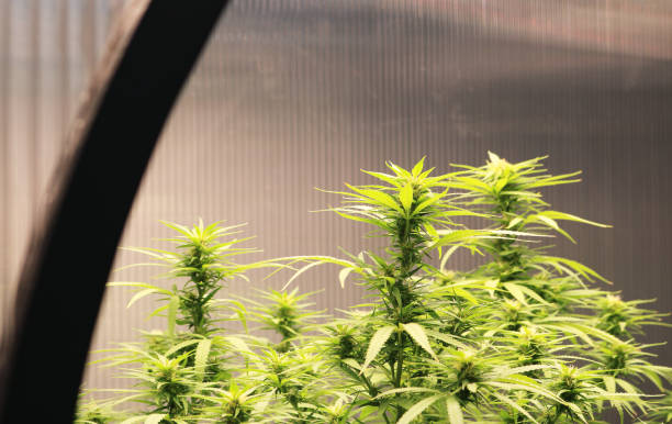 Top Sativa strains grown in Mississippi