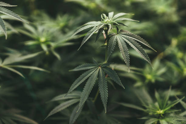 How to Choose the Perfect Cannabis Strain for Your Mississippi Lifestyle