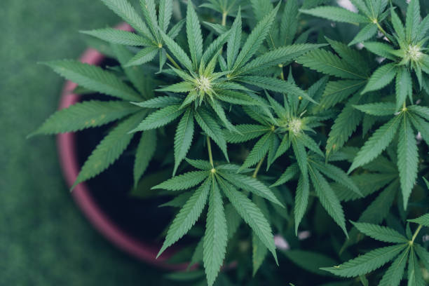 Want to Spice Up Your Day? Check Out These Top Cannabis Strains Available in Mississippi