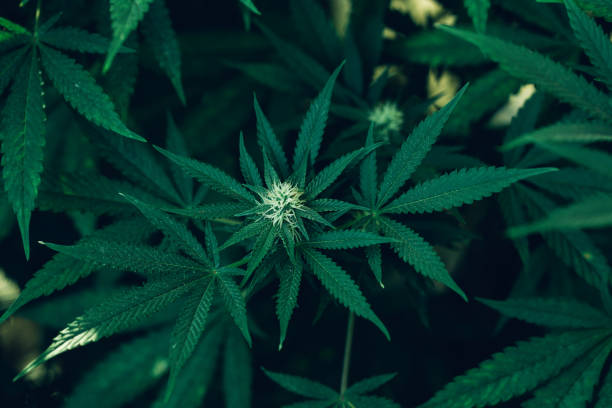 How to Discover the Most Potent and Flavorful Cannabis Strains in Mississippi