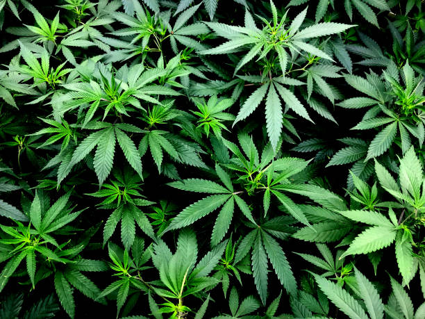 Overview of the cannabis strains available in Mississippi