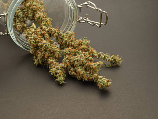 Looking for a Relaxing Experience? Learn How to Pick the Best Cannabis Strain in Mississippi