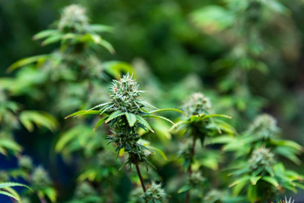 What is the strongest cannabis strain available in Mississippi?